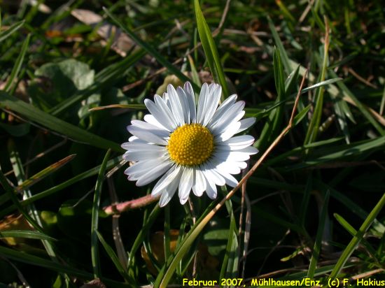 Februar 2007