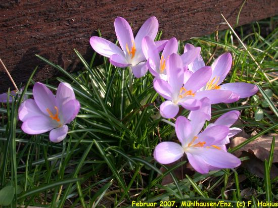Februar 2007