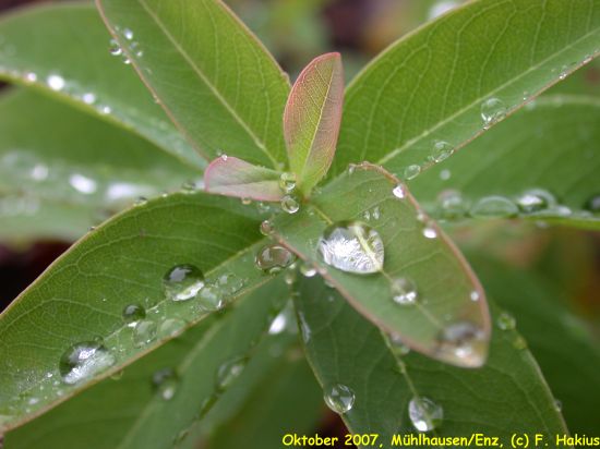 Oktober 2007