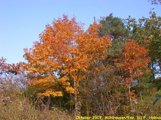Oktober 2007