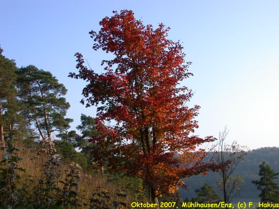 Oktober 2007