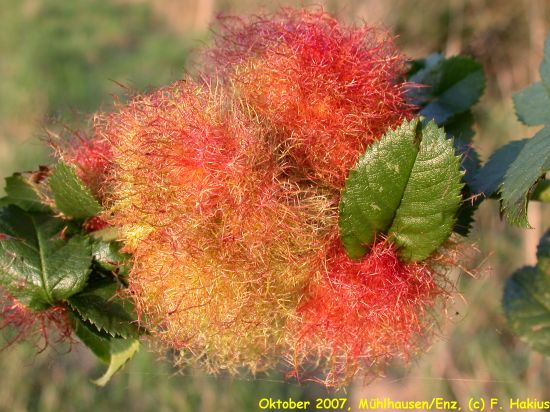 Oktober 2007