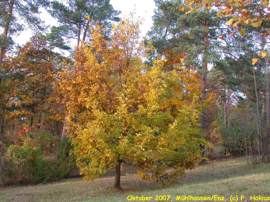 Oktober 2007