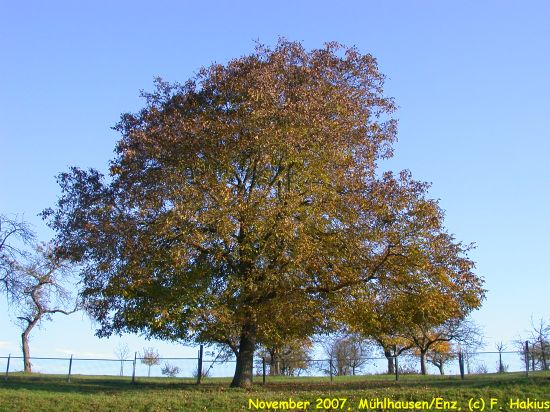 November 2007