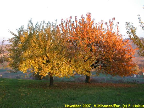 November 2007