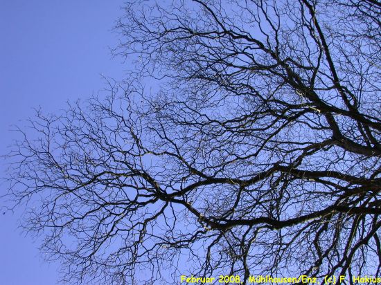 Februar 2008