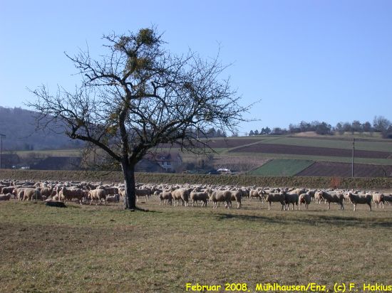 Februar 2008