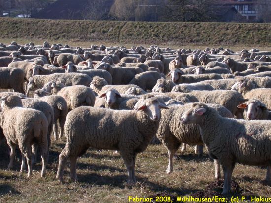 Februar 2008