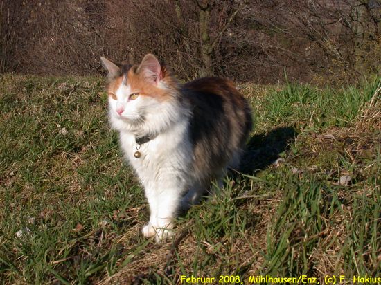 Februar 2008