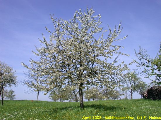 April 2008