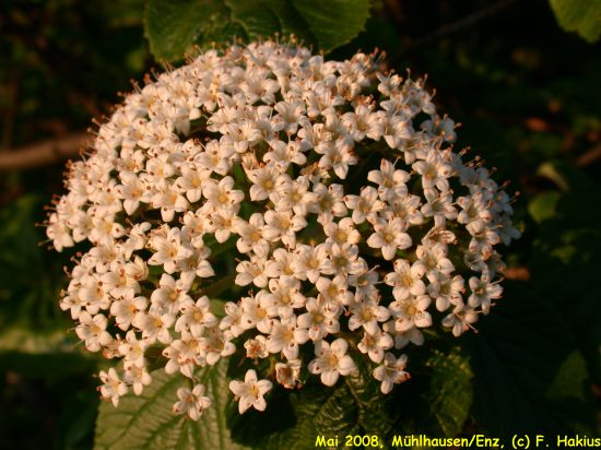 Mai 2008