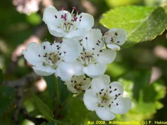 Mai 2008