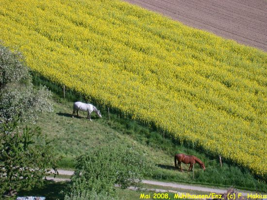 Mai 2008