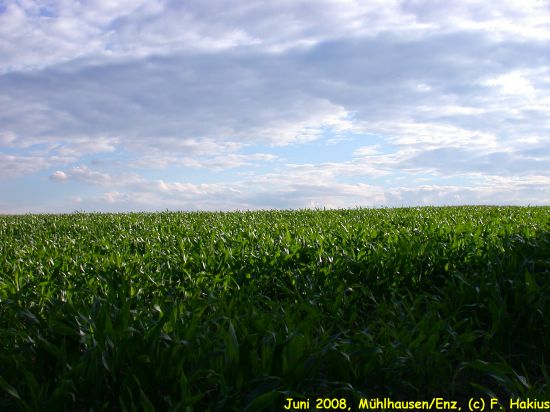 Juni 2008