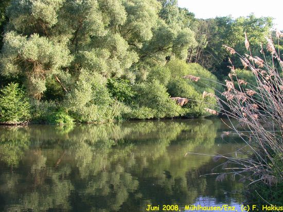 Juni 2008