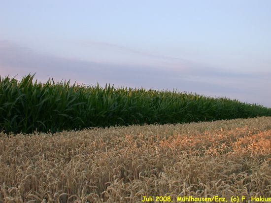 Juli 2008