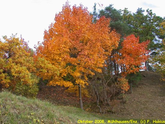 Oktober 2008