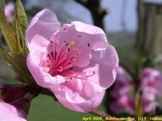 April 2009