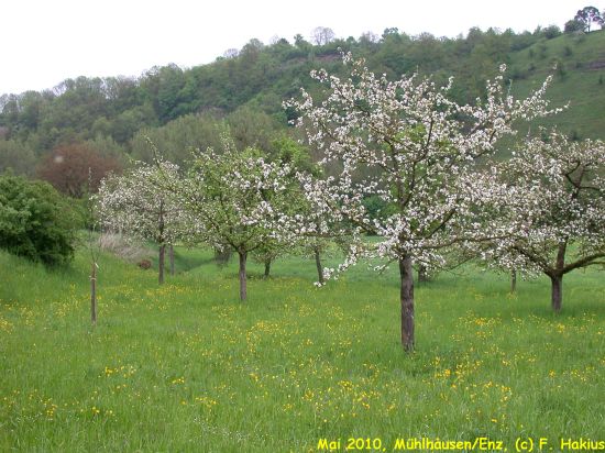 Mai 2010