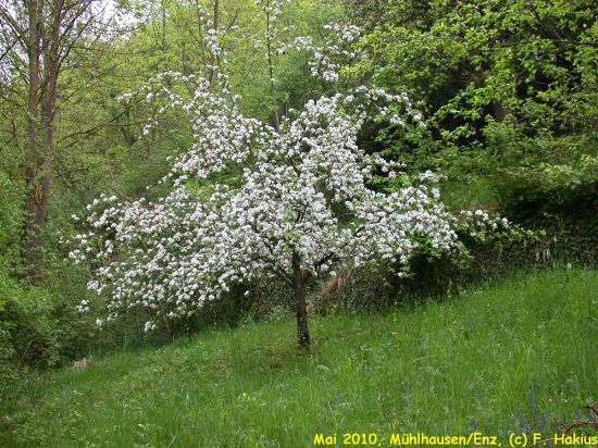 Mai 2010