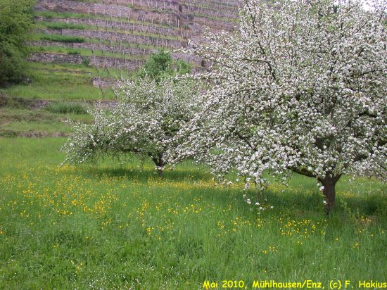 Mai 2010