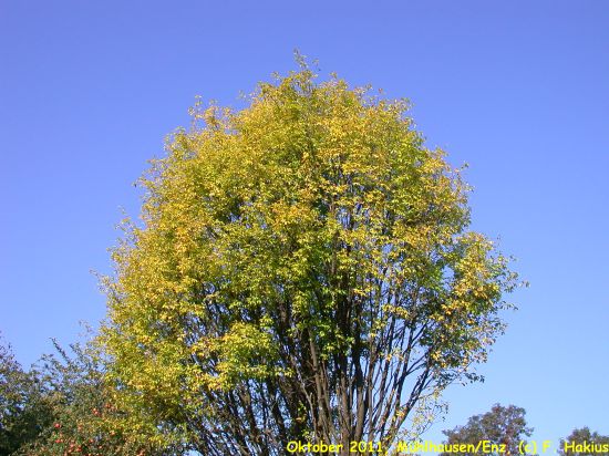 Oktober 2011