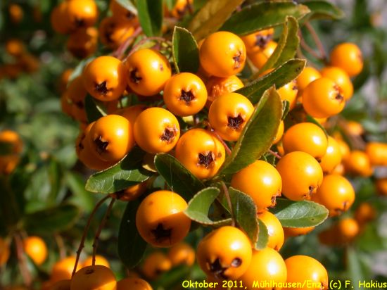 Oktober 2011