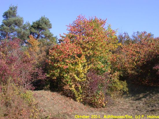 Oktober 2011