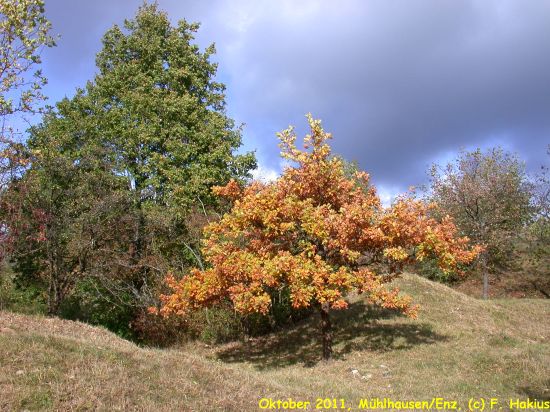Oktober 2011