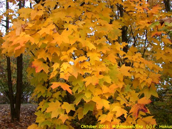 Oktober 2011