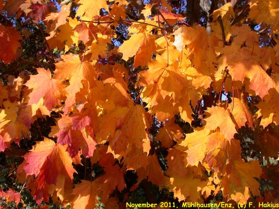 November 2011