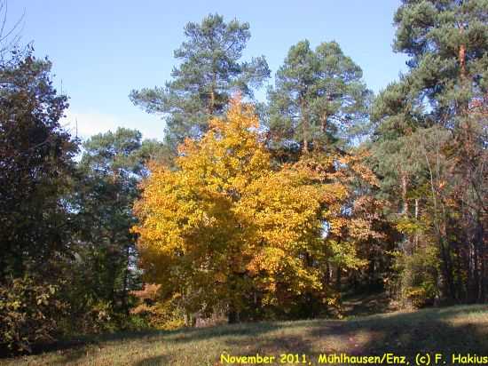 November 2011