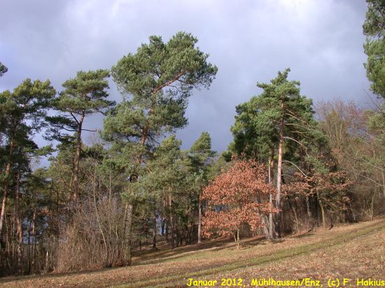 Januar 2012