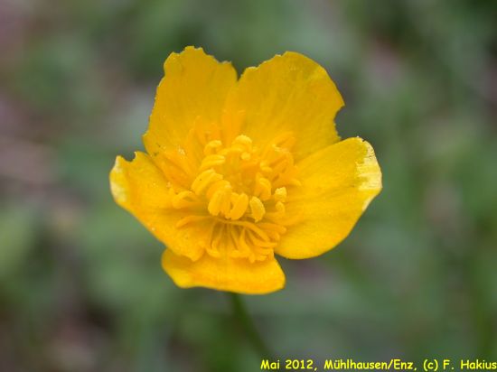 Mai 2012