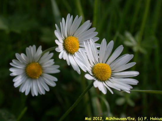 Mai 2012