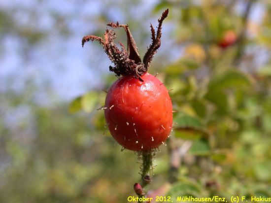 Oktober 2012