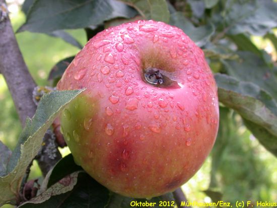 Oktober 2012