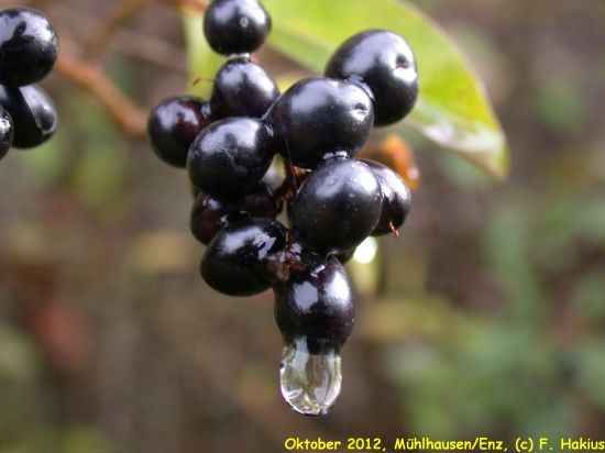 Oktober 2012