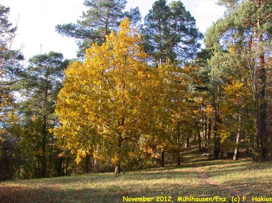 November 2012