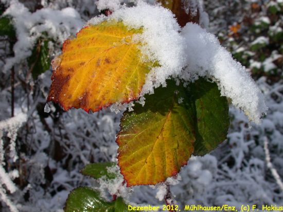 Dezember 2012