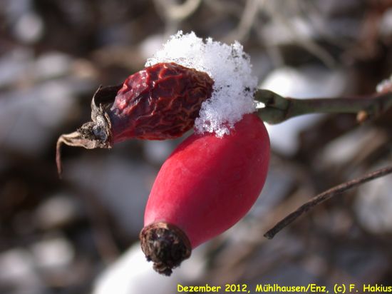 Dezember 2012