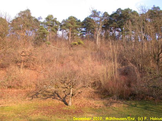 Dezember 2012