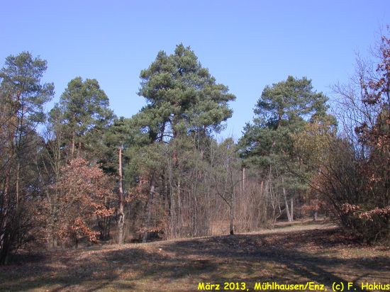 März 2013