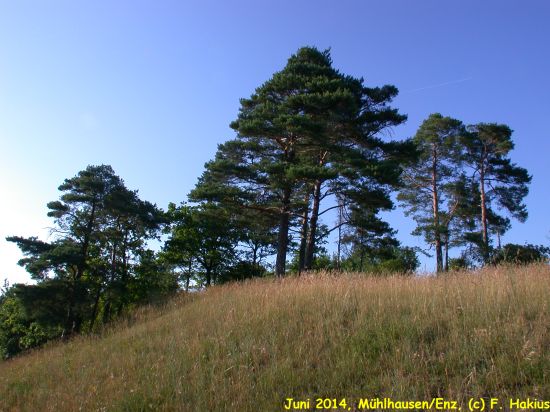 Juni 2014