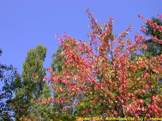 Oktober 2014