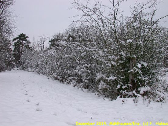Dezember 2014