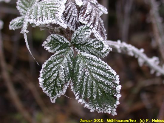 Januar 2015
