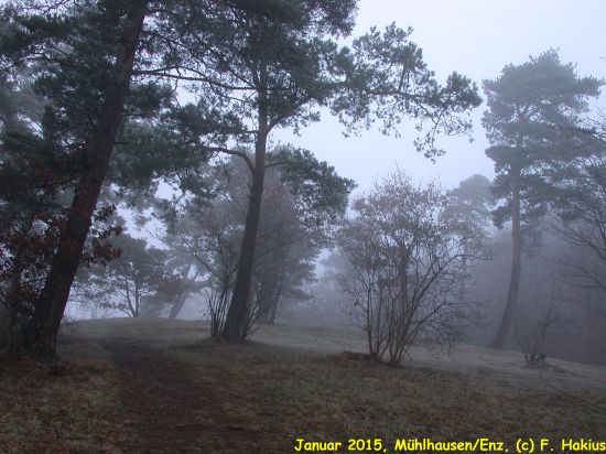 Januar 2015
