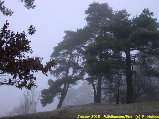 Januar 2015
