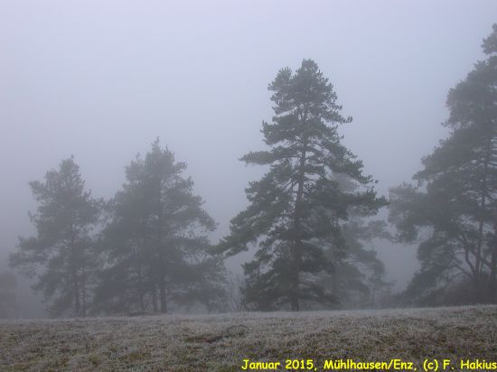 Januar 2015